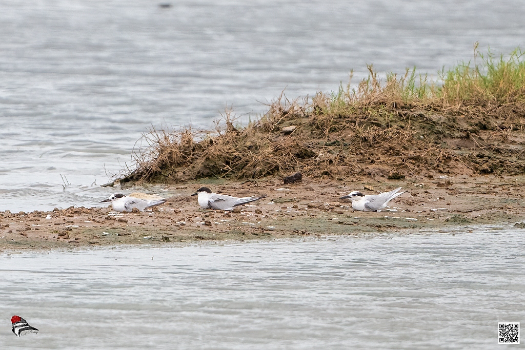 Little Tern